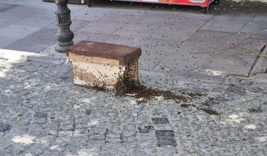 Eskişehir'in göbeğinde arı sürüsü: Özel kıyafet ile müdahale ettiler