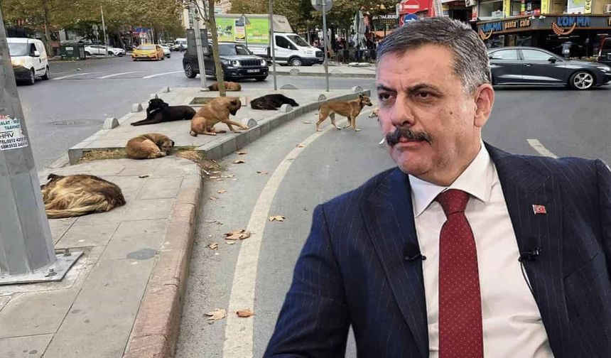 İçişleri Bakanı Çiftçi Eskişehir'de sokak köpeklerinin toplanma oranını açıkladı
