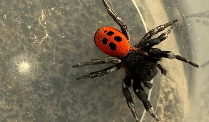 Kırmızı listede yer alıyordu! 'Zehirli Uğur Böceği Örümceği' Eskişehir'de görüldü