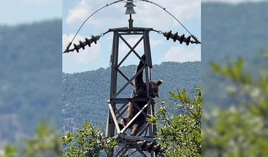 Eskişehir'de elektrik direğine tırmanan ayı akıma kapılarak hayatını kaybetti