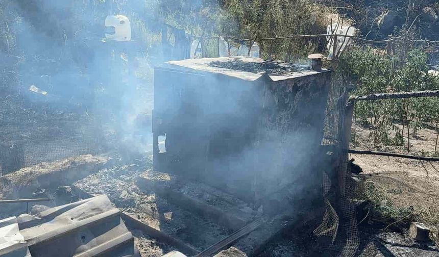 Eskişehir yolunda yangın: 11 paçalı güvercin alevlerde telef oldu