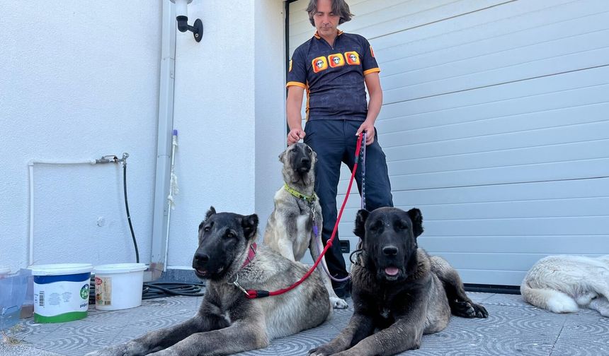 Türk çoban köpeklerini Eskişehir'den dünyaya tanıtıyor