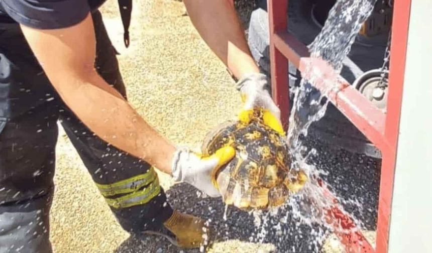 Eskişehir'de kaplumbağa yangından böyle kurtarıldı