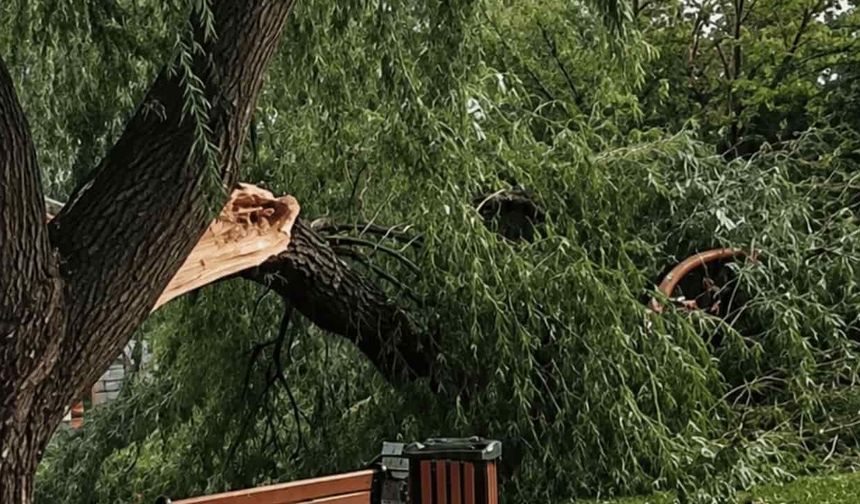 Eskişehir'de ağaç dalı düştü: Vatandaş saniyelerle ölümden döndü
