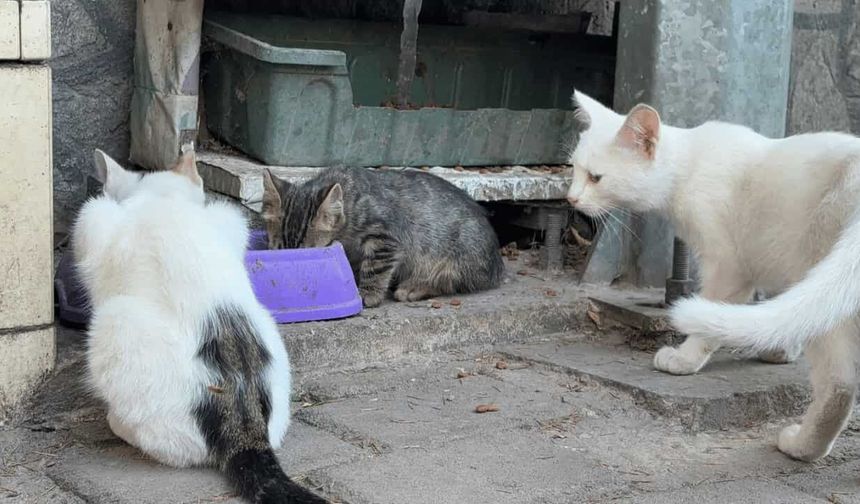 Kedi vahşeti: Başını ve ayaklarını kesip apartmanın önüne bıraktılar