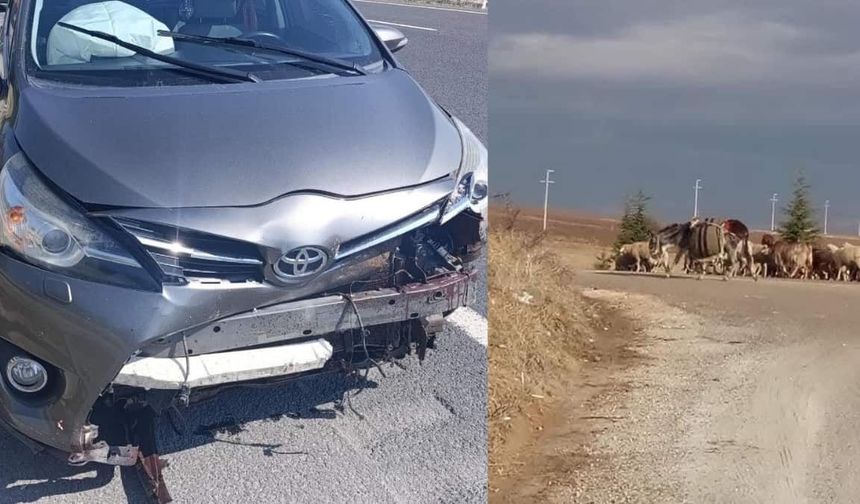 Sivrihisar kara yoluna aniden çıktı: Otomobilin çarptığı koyun telef oldu