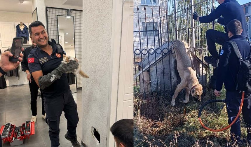 Eskişehir'de duvar arasında ve demir parmaklıklarda sıkışıp kalan kedi ve köpek kurtarıldı