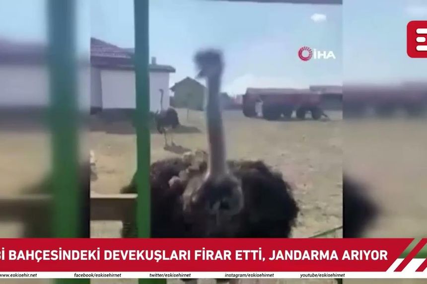 Eskişehir’de hobi bahçesindeki 2 deve kuşu firar etti