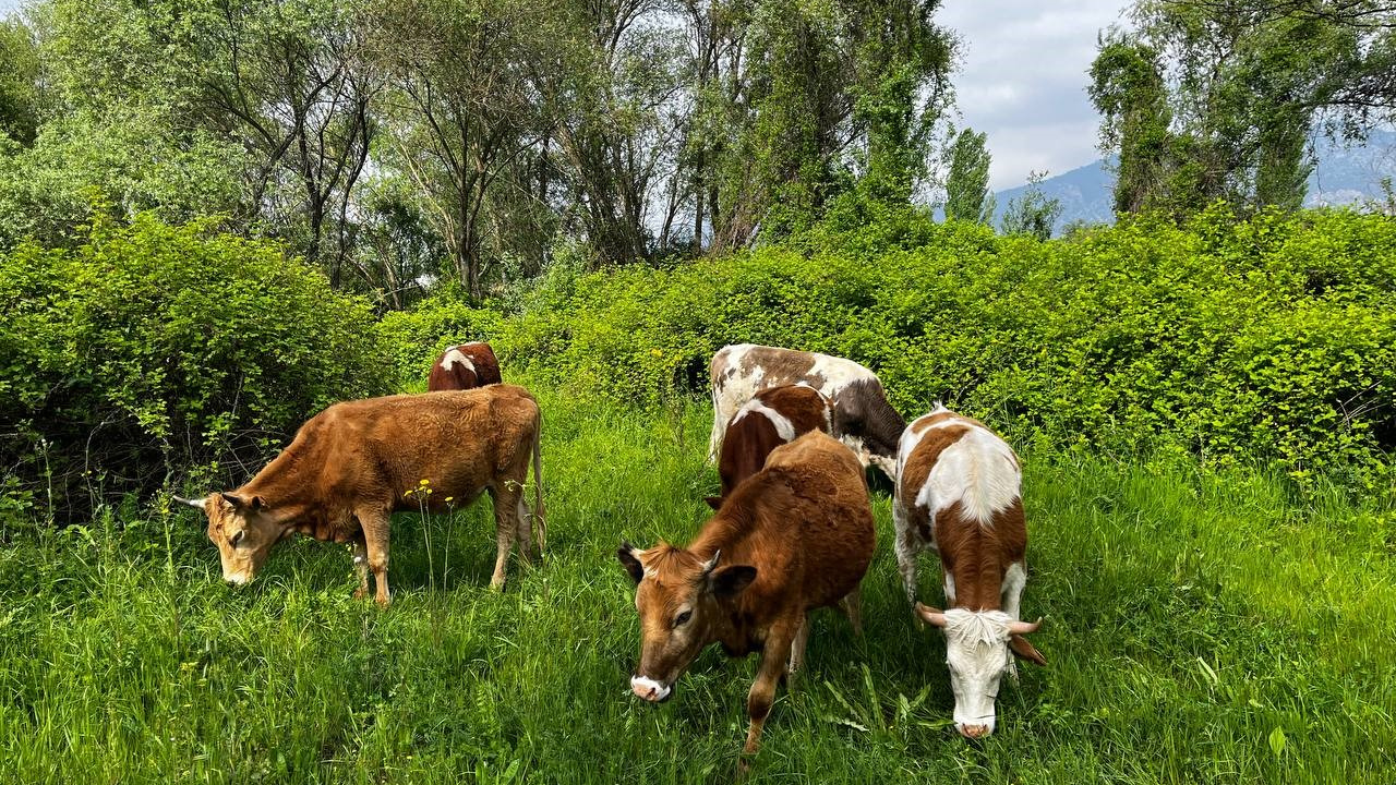 Yaylalarda otlayan hayvanların kartpostallık manzarası