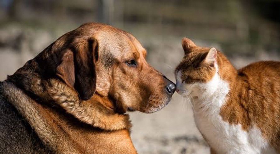 Sokak Hayvanları Köpek Kedi