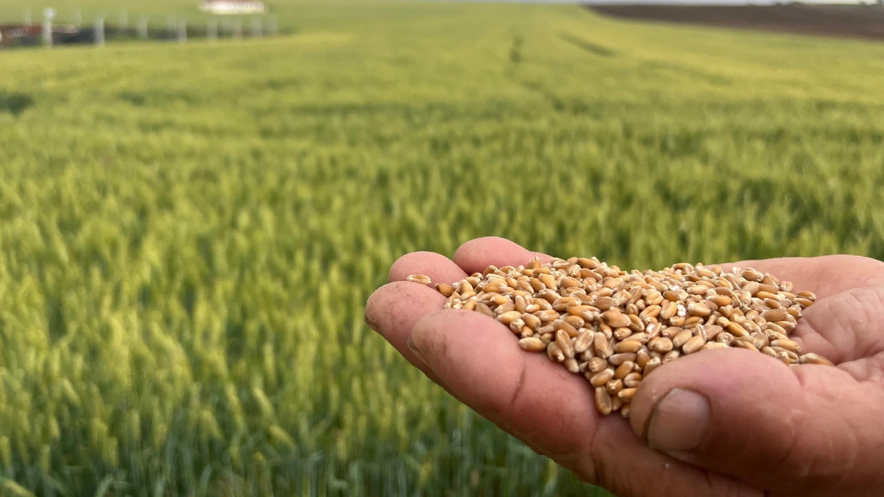 Sdf Ciftcinin 1 Kilogram Bugdayi 1 Ekmek Etmiyor