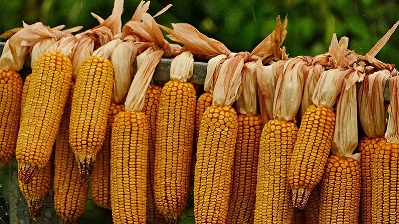Mısır 2