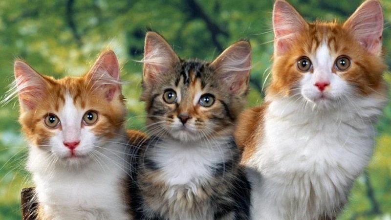 Kedi 4