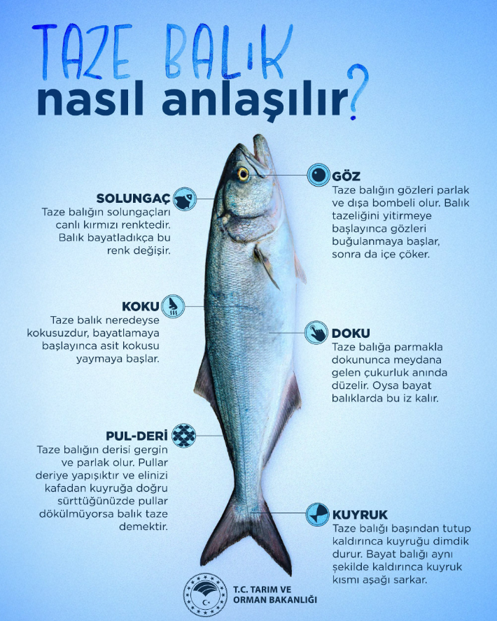 Taze Balık Nasıl Anlaşılır