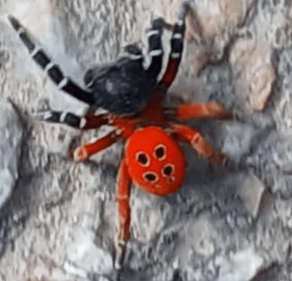 Ekran Görüntüsü 2025 06 14 191916