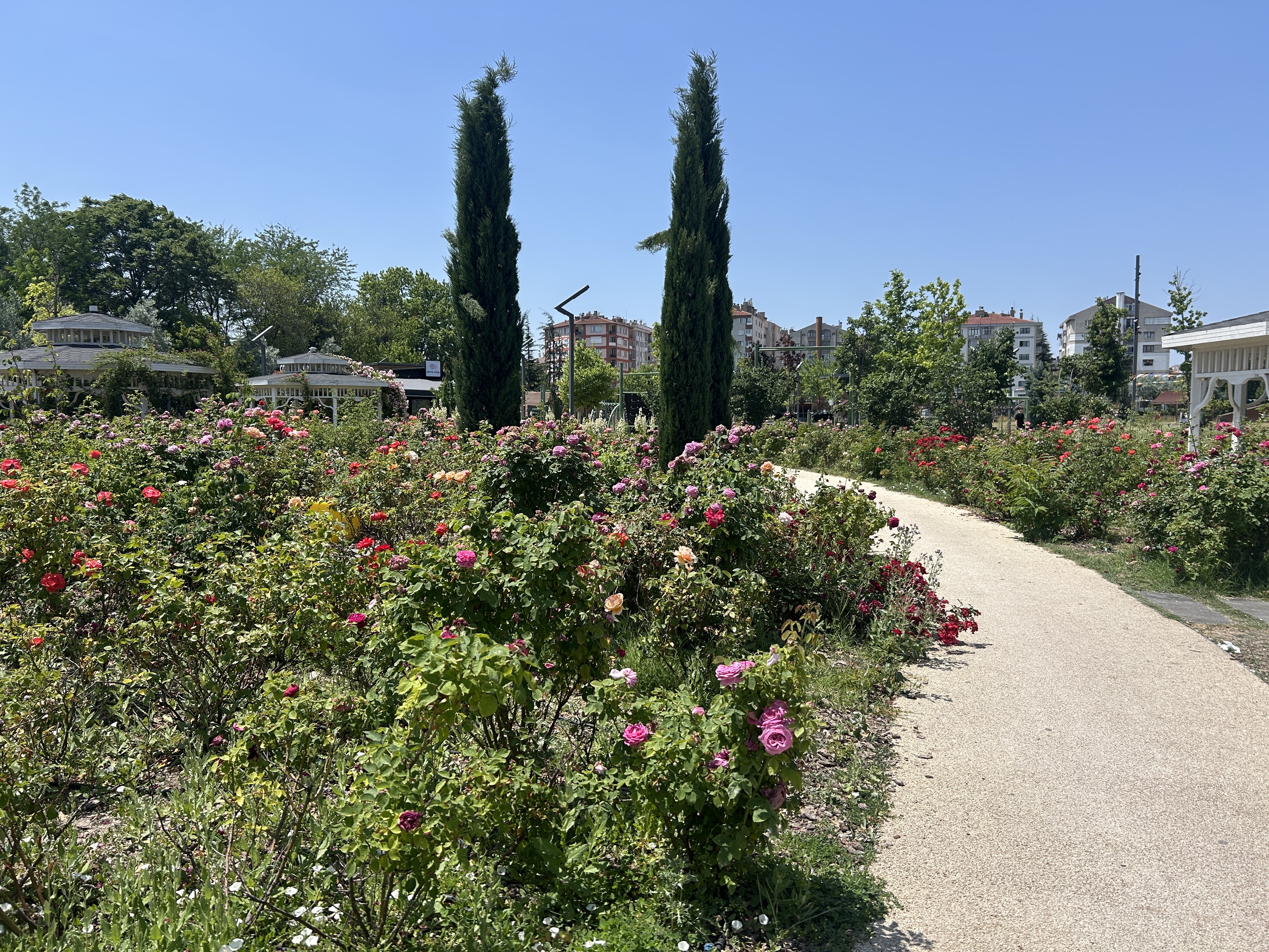 Gül Bahçesi (1)