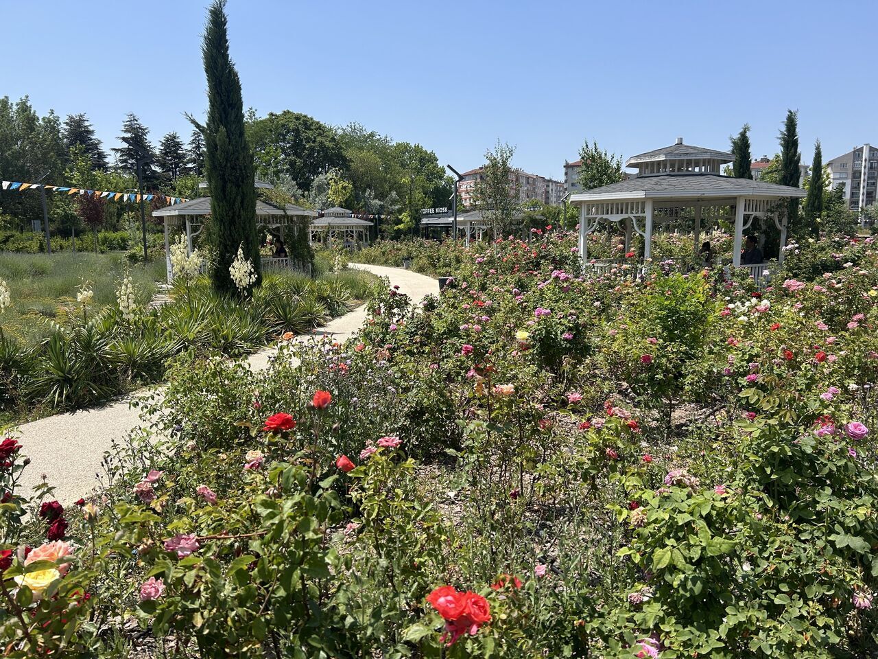 Gül Bahçesi (2)