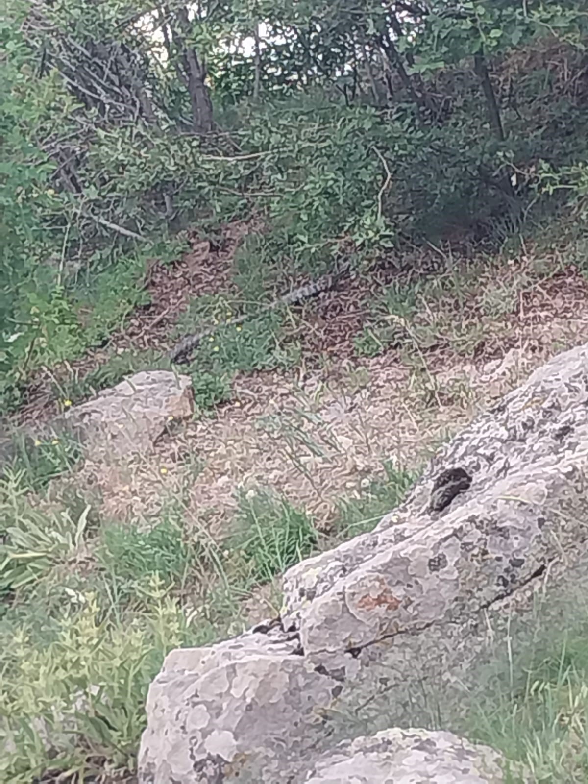 Yılan (1)