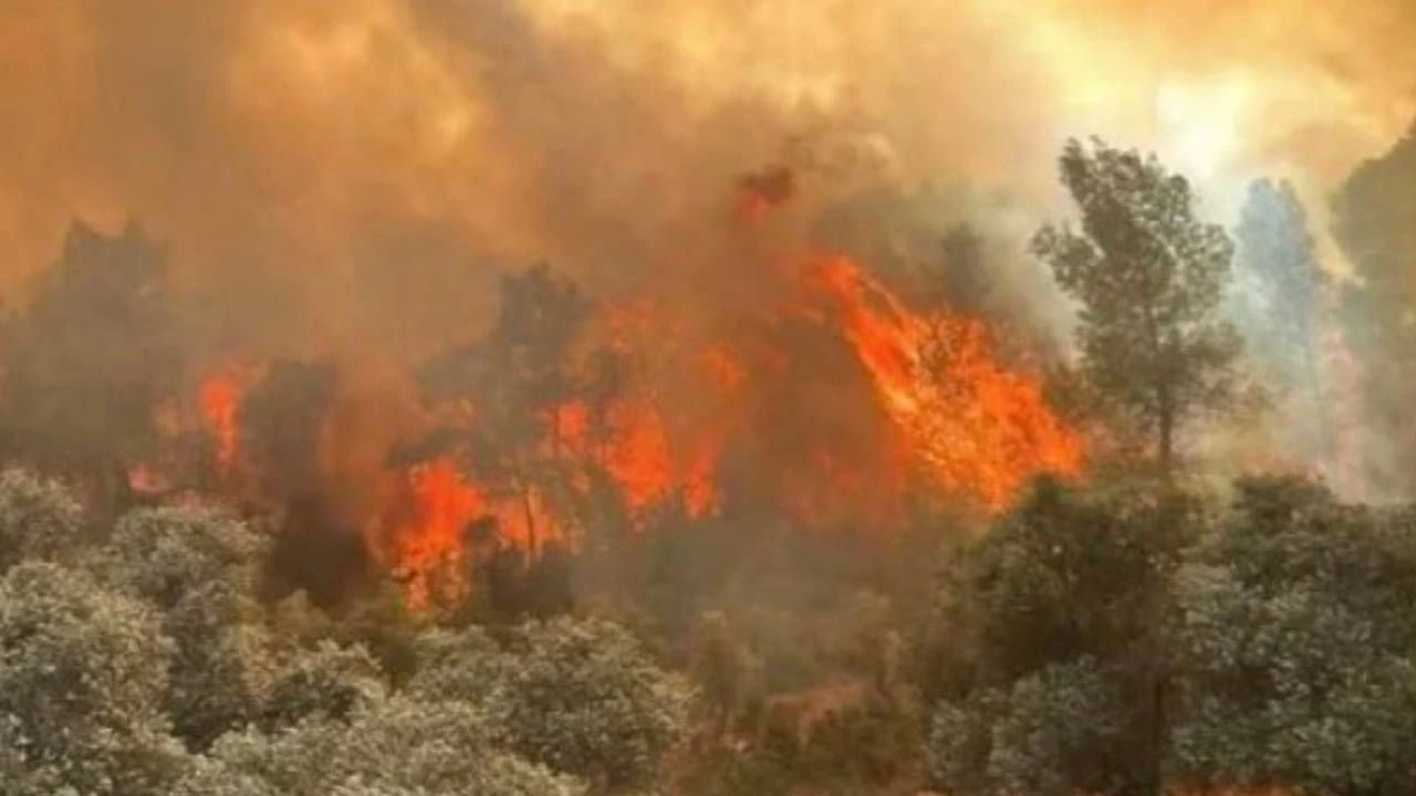 Eskisehirde Orman Yanginina Mudahale Ederken Alevlerin Arasinda Kalan 11 Orman Iscisi Hayatini Kaybetti