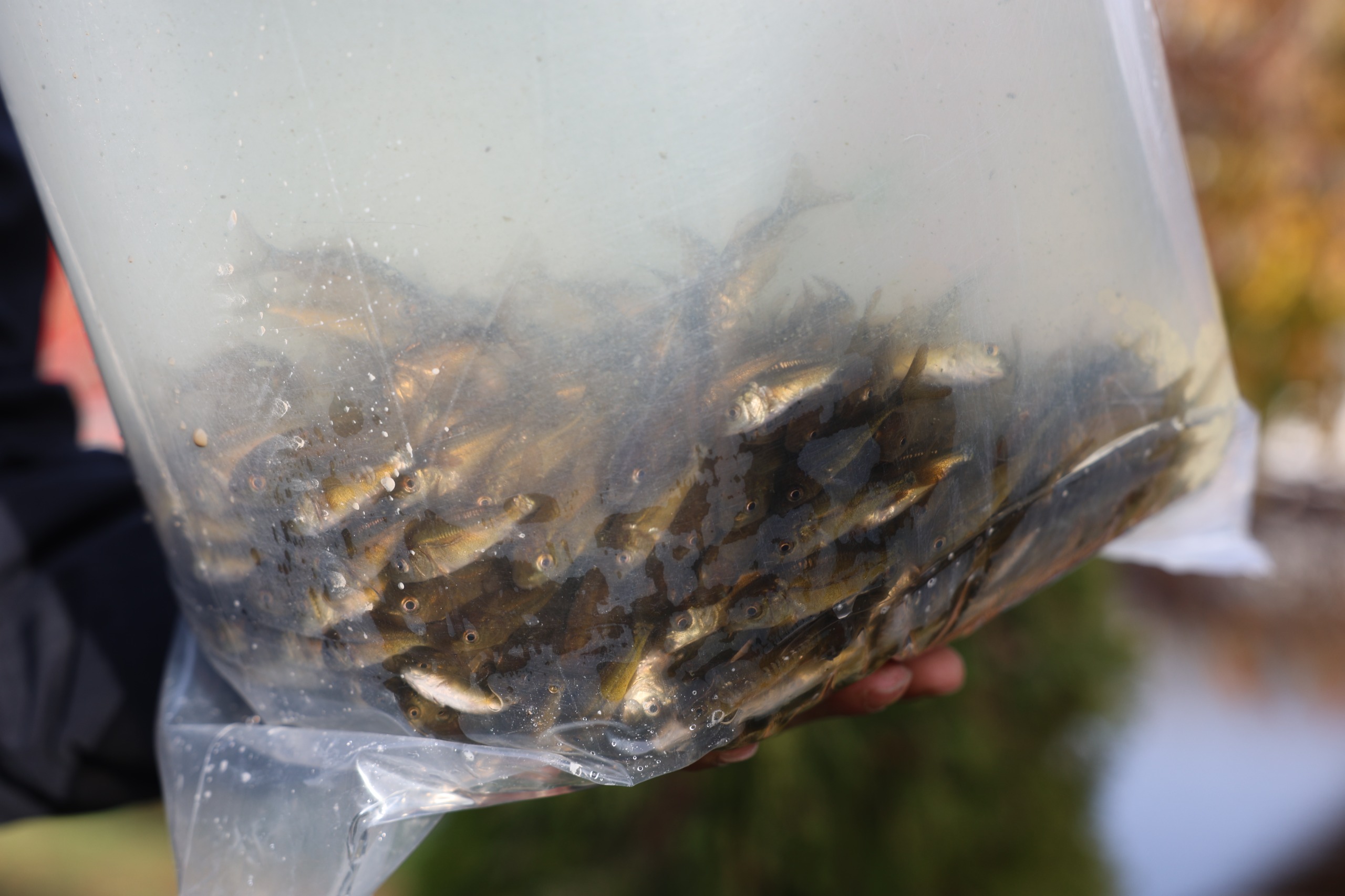 5 Bi̇n Aynali Sazan Doğaya Salindi (3)