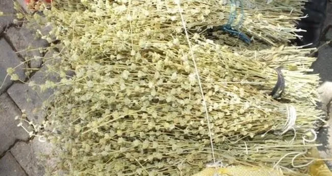 650X344 Dag Cayinin Faydalari Nelerdir Dag Cayi Nasil Demlenir 1590491647136