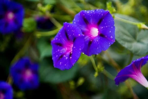 Kahkaha Cicegi Bakimi Tohumu Nasil Ekilir 2