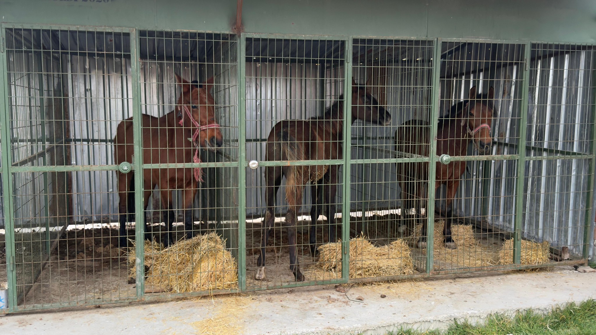 596804884 1291995496276496 8617699473715466297 N