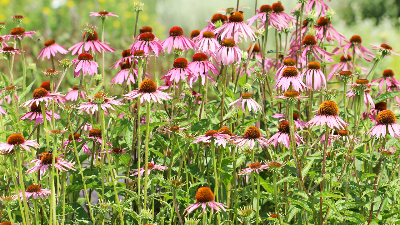 Bitki Çiçek Ekinazya (3)