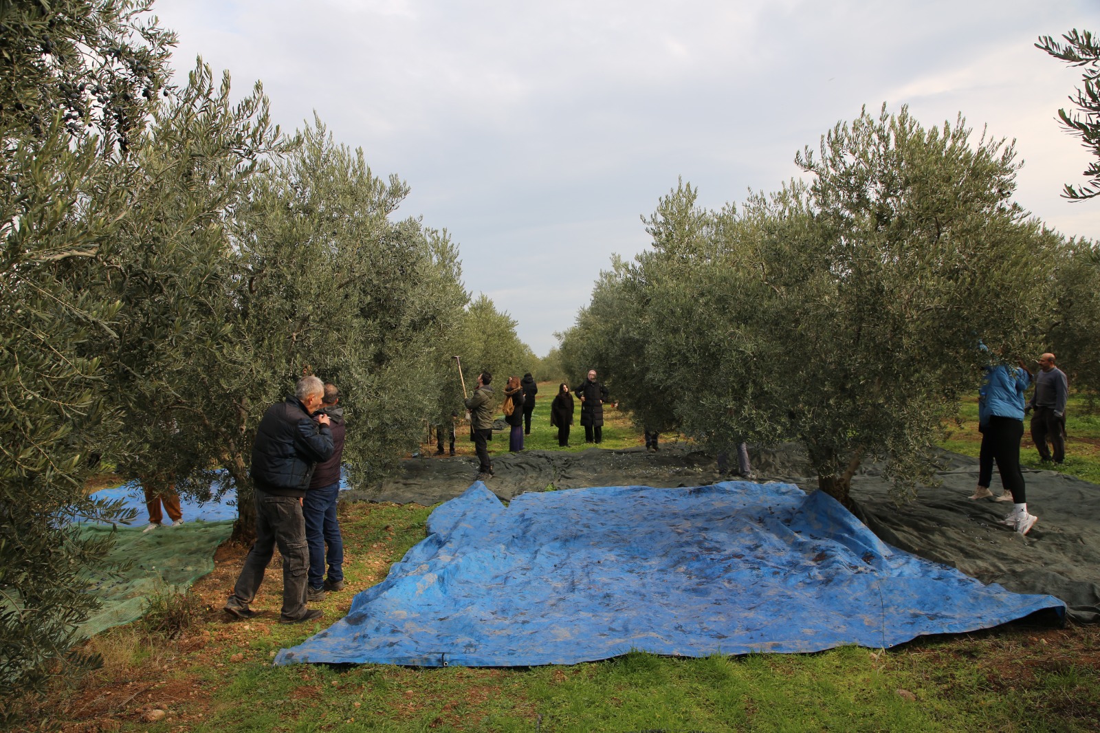 Gençler Zeyti̇ni̇n Yolculuğuna Taniklik Etti̇ (3)