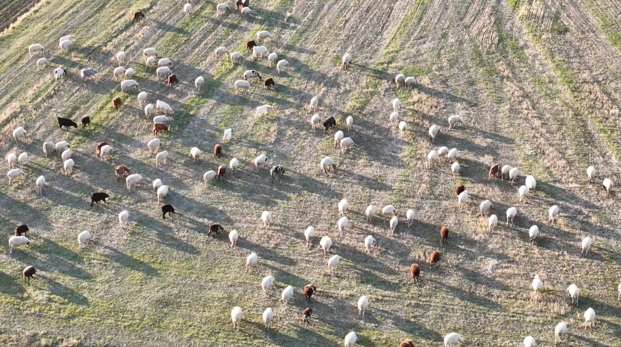 Koyunlar Bu Kışı Kırda Otlayarak Geçiriyor (4)