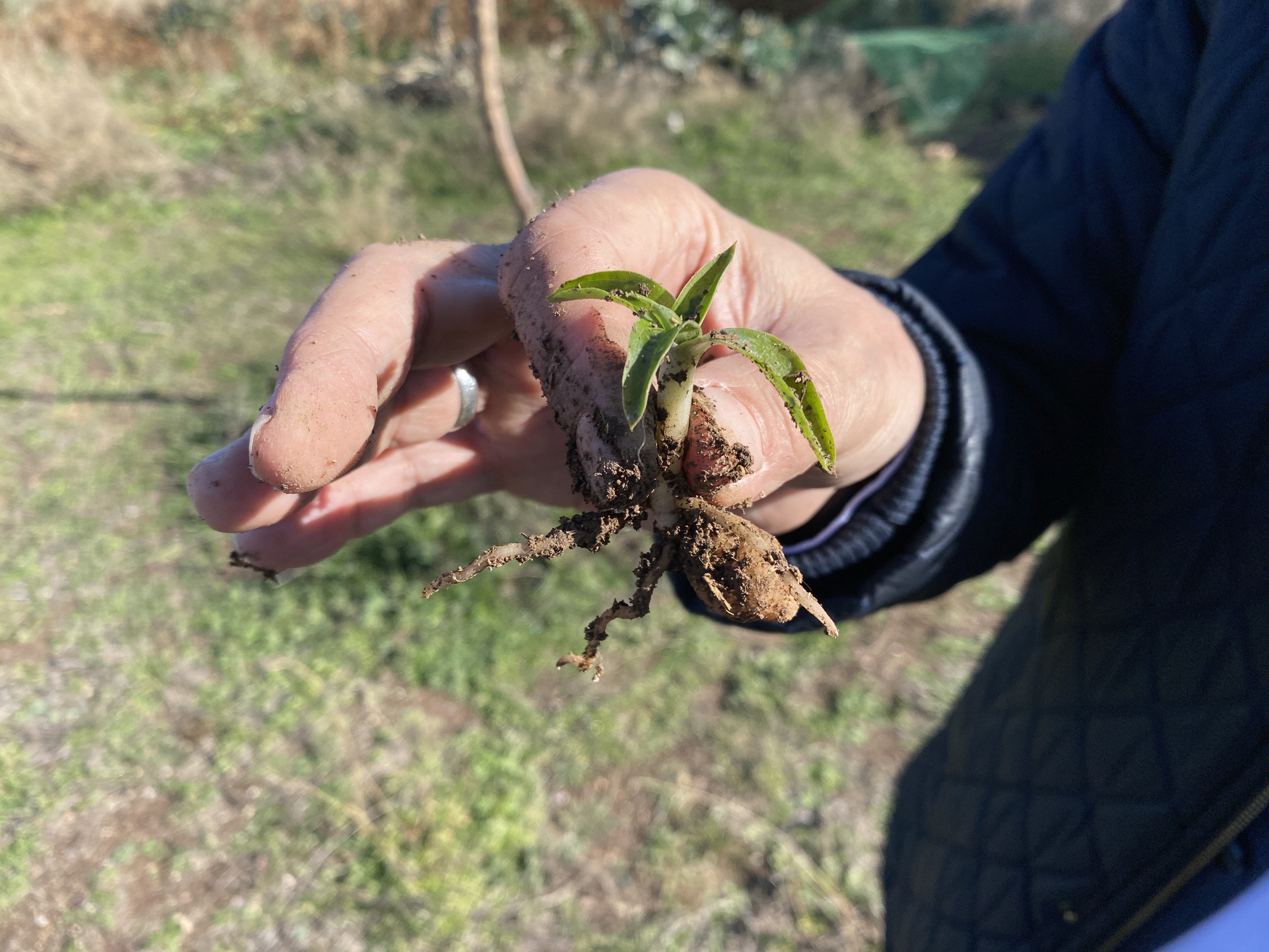 Salep Bi̇tki̇si̇ (1)