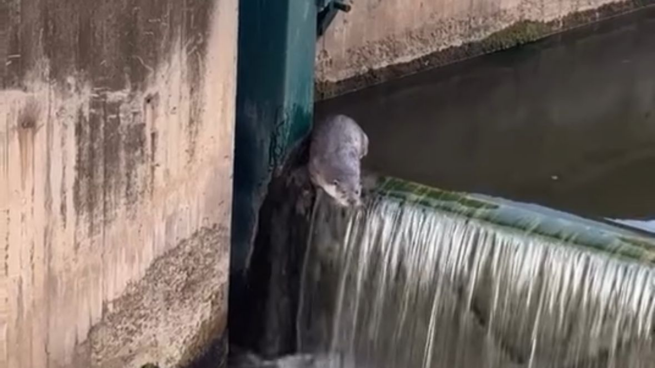 Su Samuru Porsuk Çayı'nda Bir Kez Daha Görüntülendi (1)