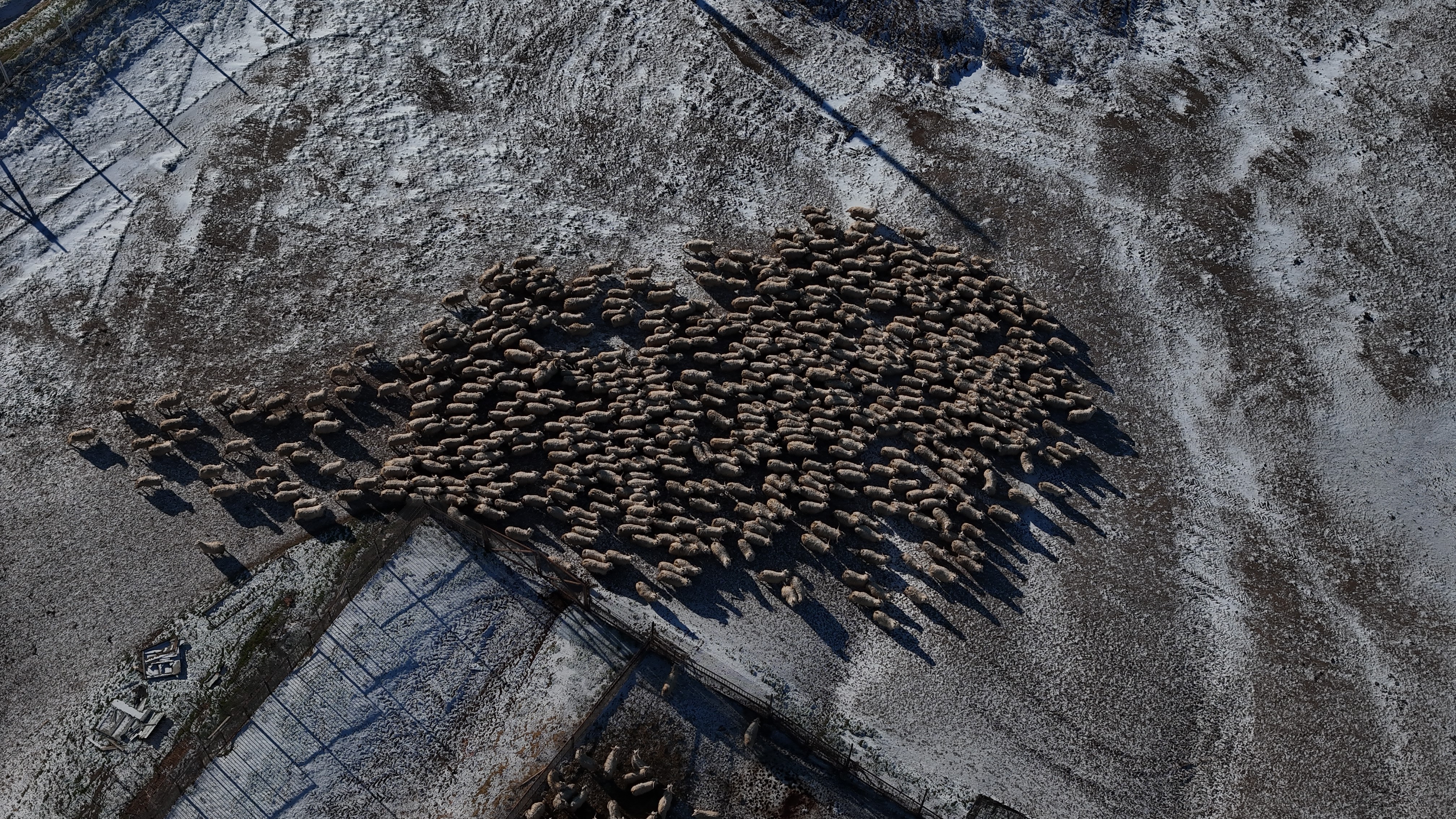 Ankara Keçileri (3)