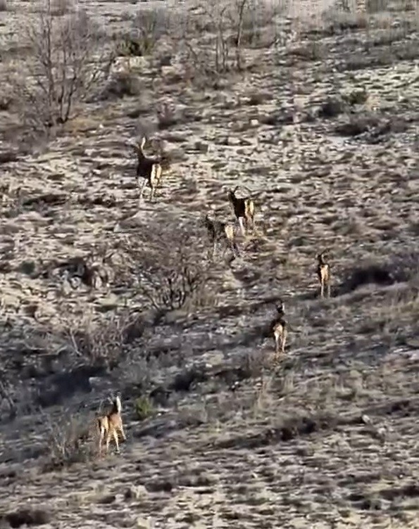 Eskişehir Geyik (1)-1