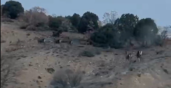 Eskişehir Geyik (1)