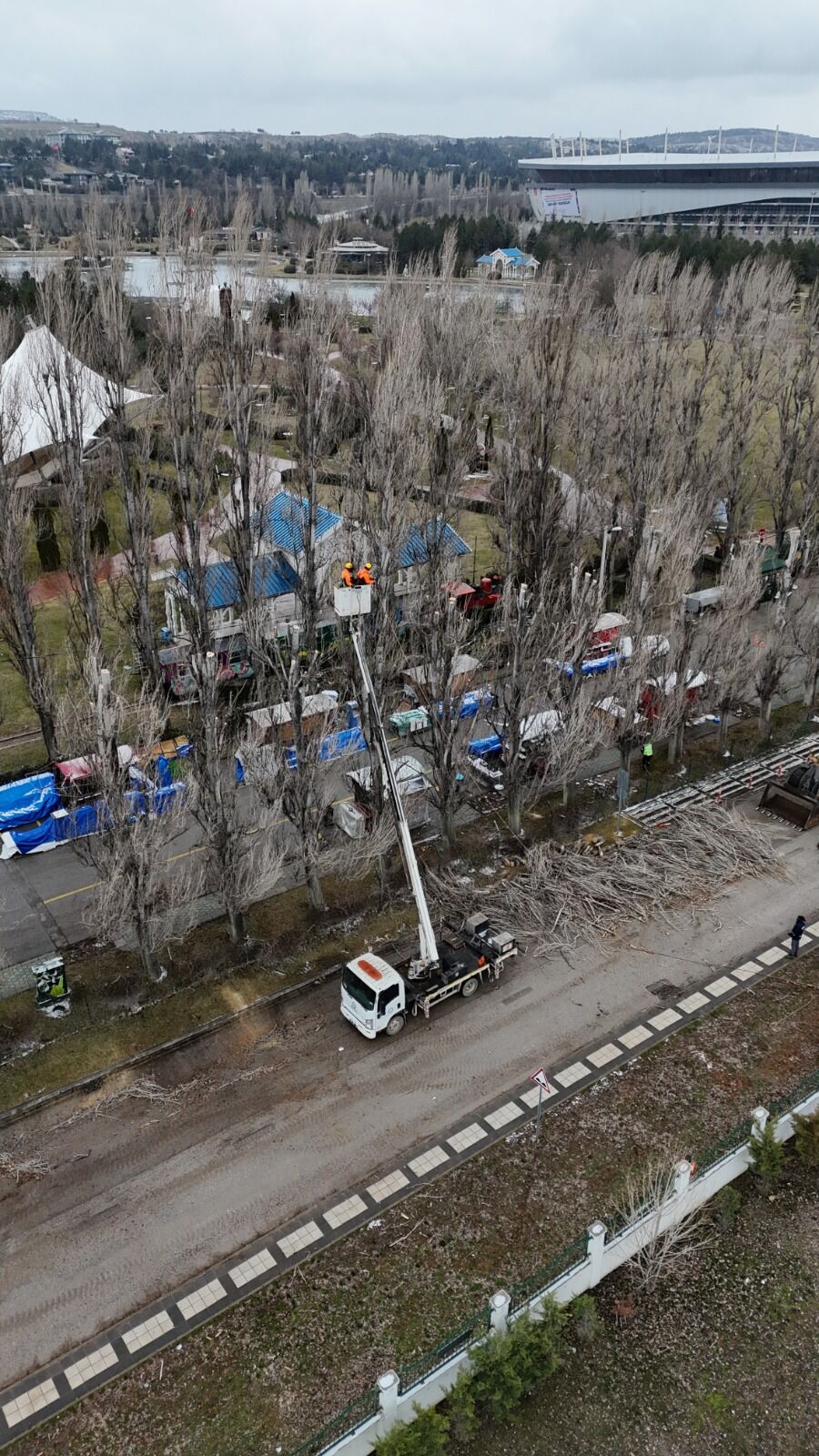 Ekoloji̇k Ömrünü Tamamlayan Kavaklar Yeri̇ni̇ Çinarlara Birakiyor (8)