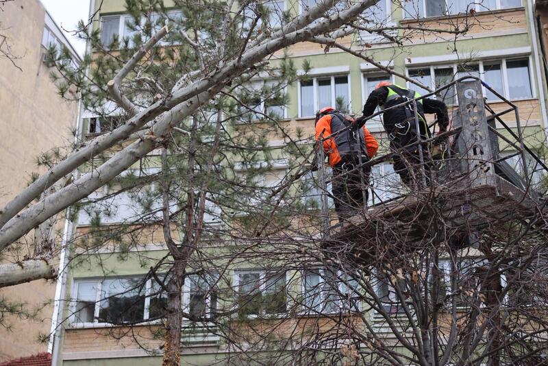 Hamamyolu Ağaç Budama 2