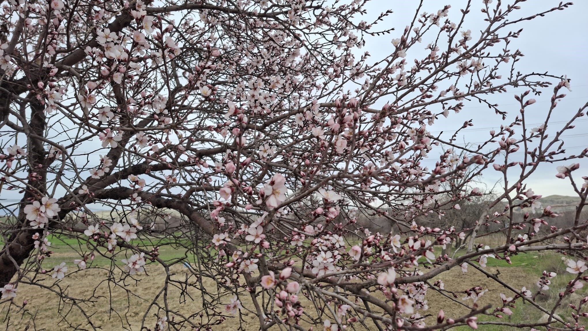 Çi̇çek Ağaç (1)