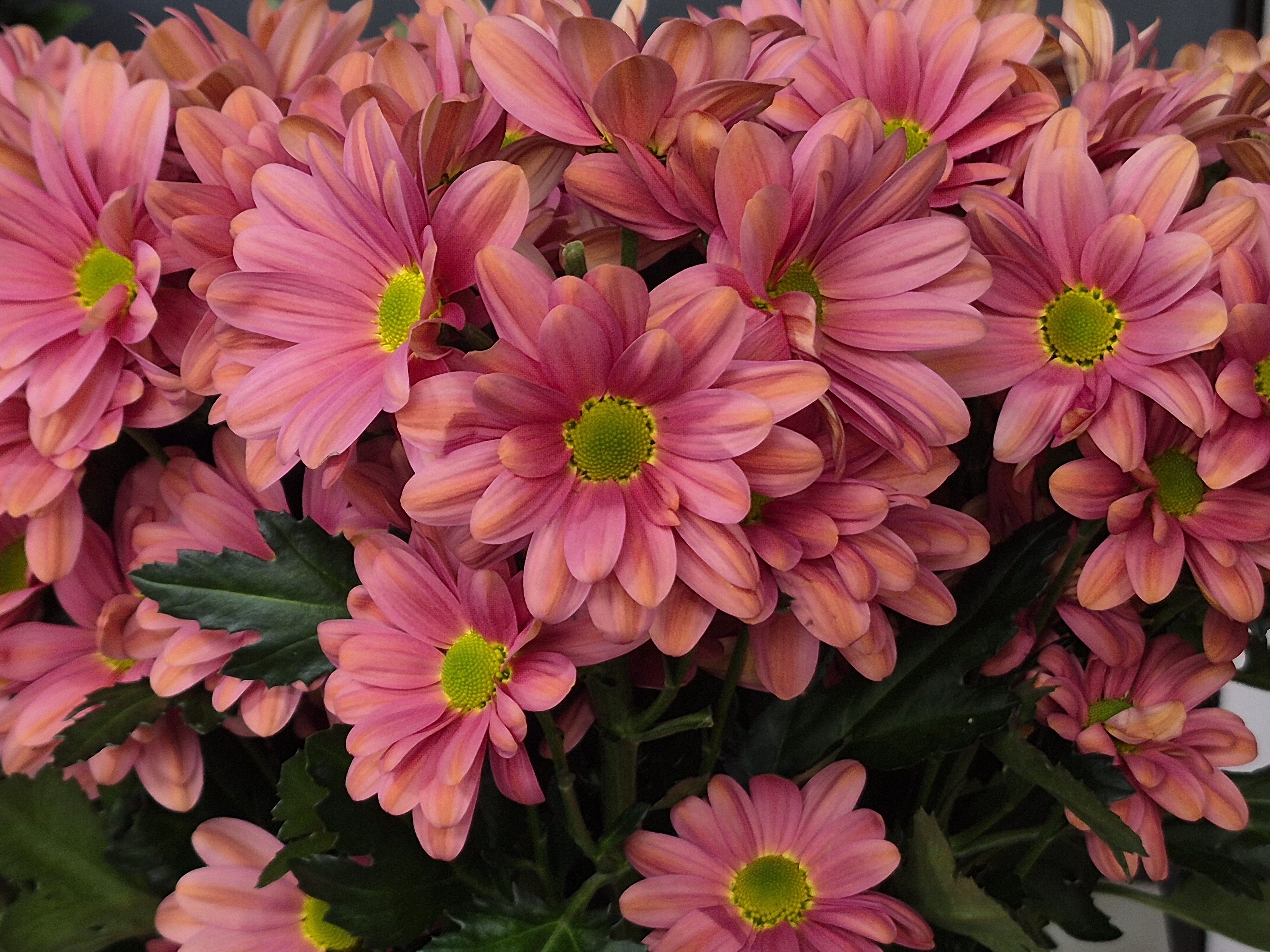 Eskişehir Çiçek (1)