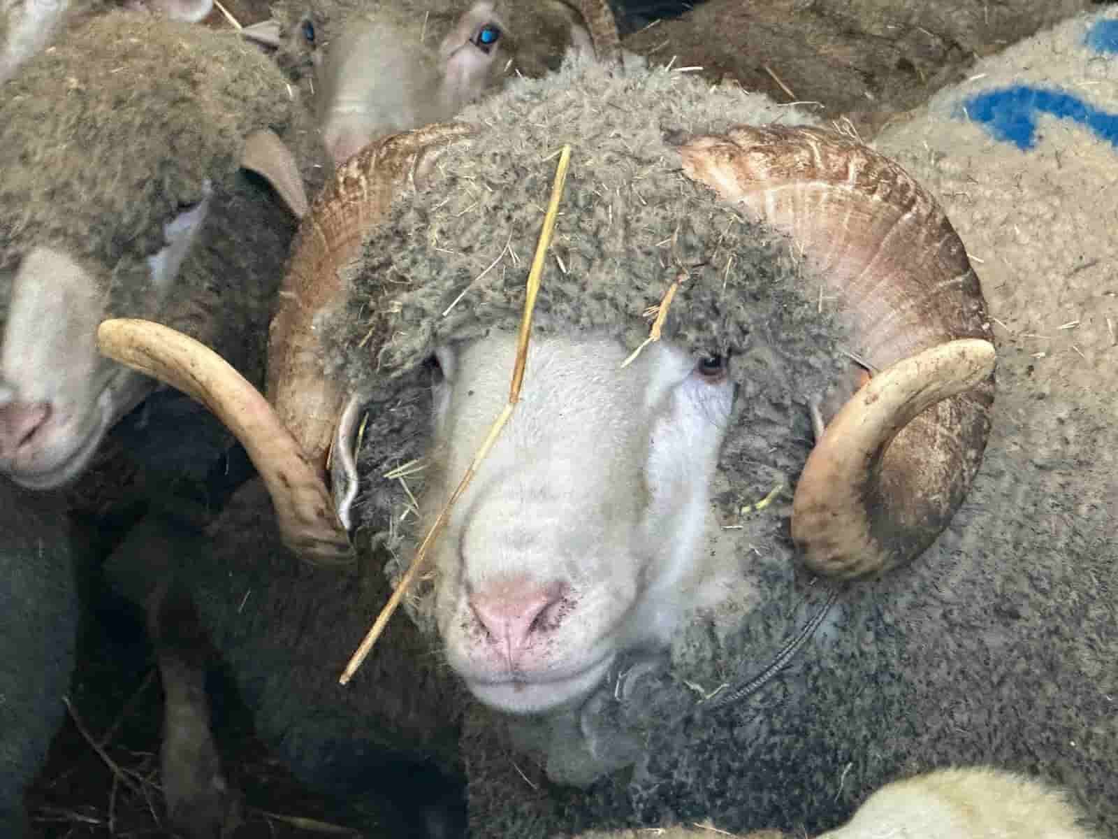 Milyonluk Kuzu (2) (1)