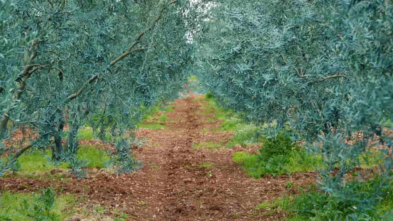 Dorlion Zeytinyağı 2