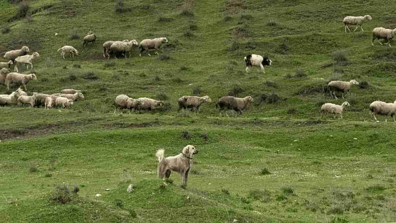 Eskişehir’de 6 Bin Yıllık Sır Katman Katman Ortaya Çıkıyor (1)