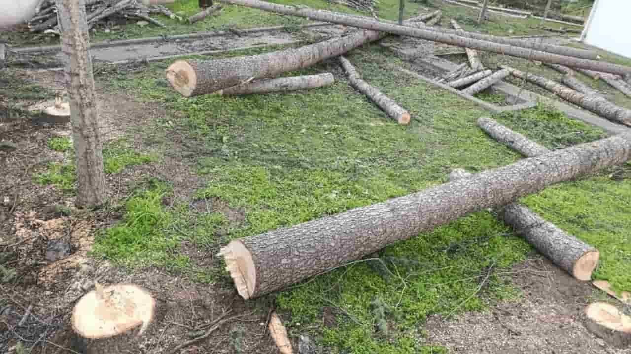 Eskişehir'de cami bahçesindeki ağaçlar kesildi mi?