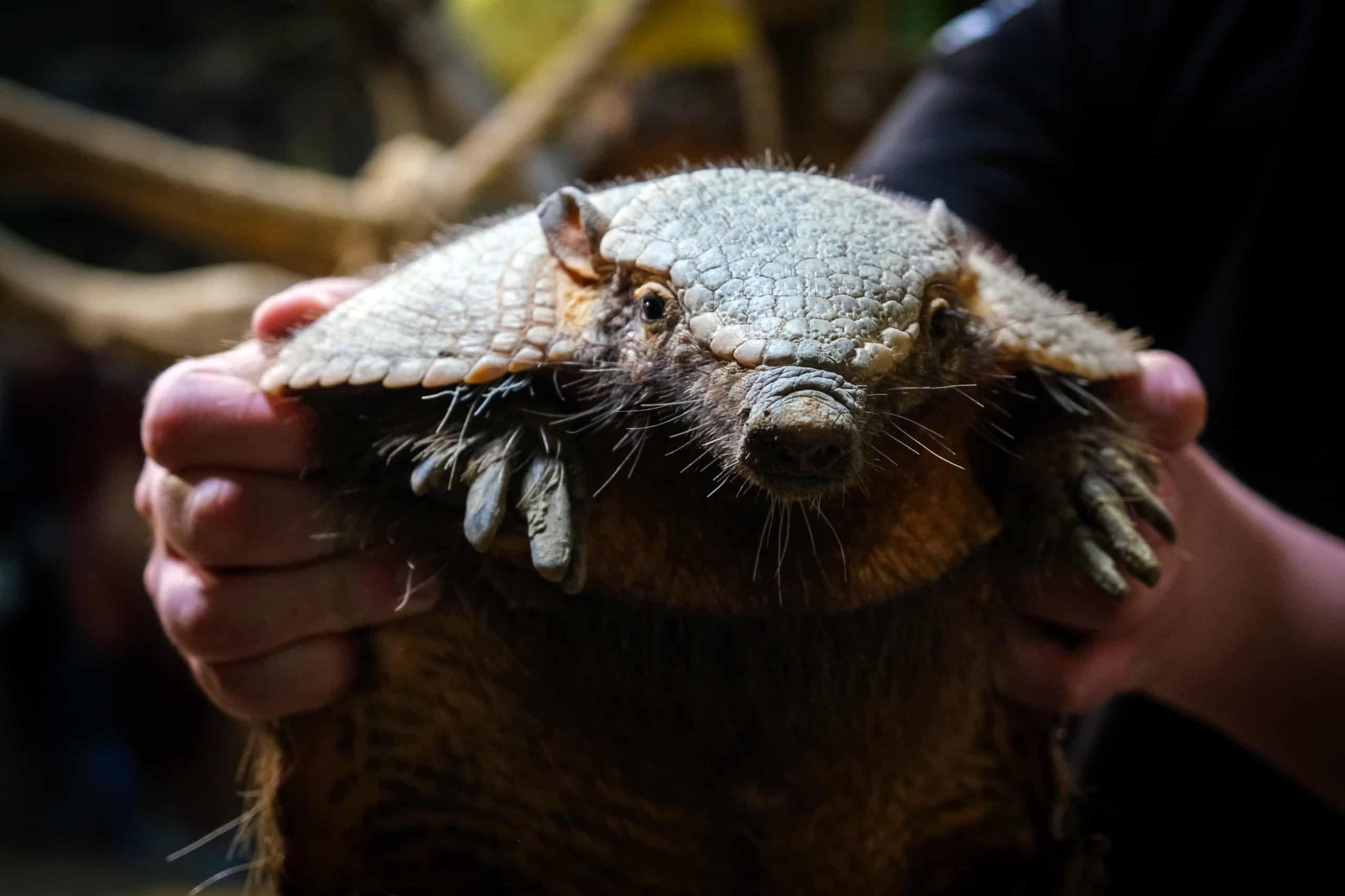Hayvanat Bahçesi̇’ne 30 Yeni̇ Tür (13)