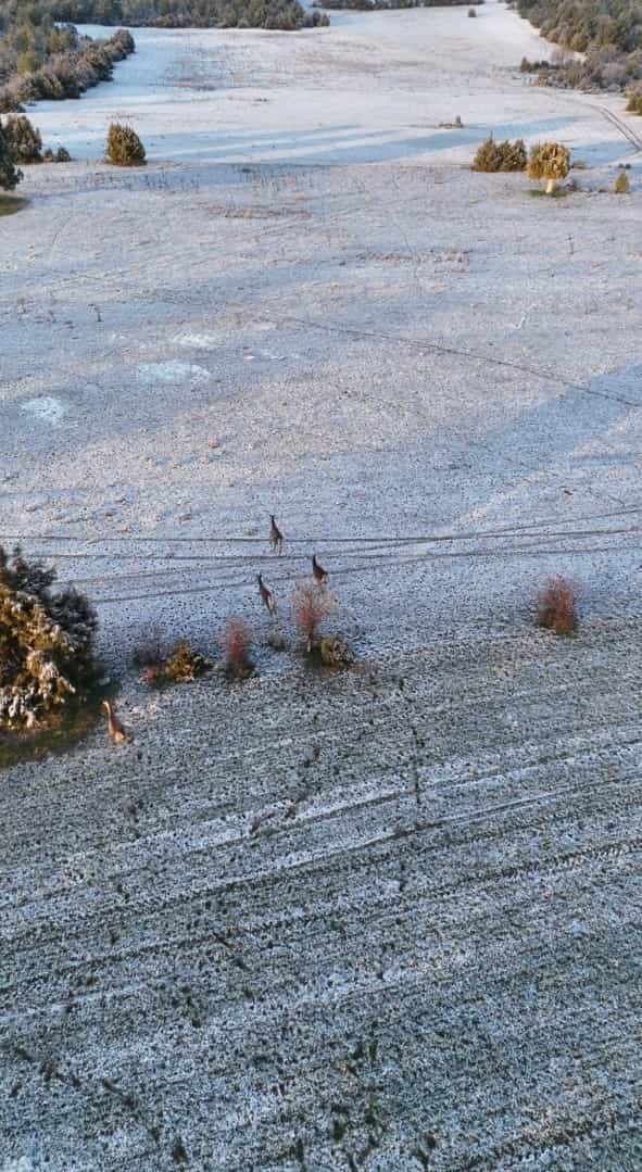 Karla Kaplı Dağlarda Koşuşturan Geyikler Dronla Böyle Kaydedildi (2) (1)