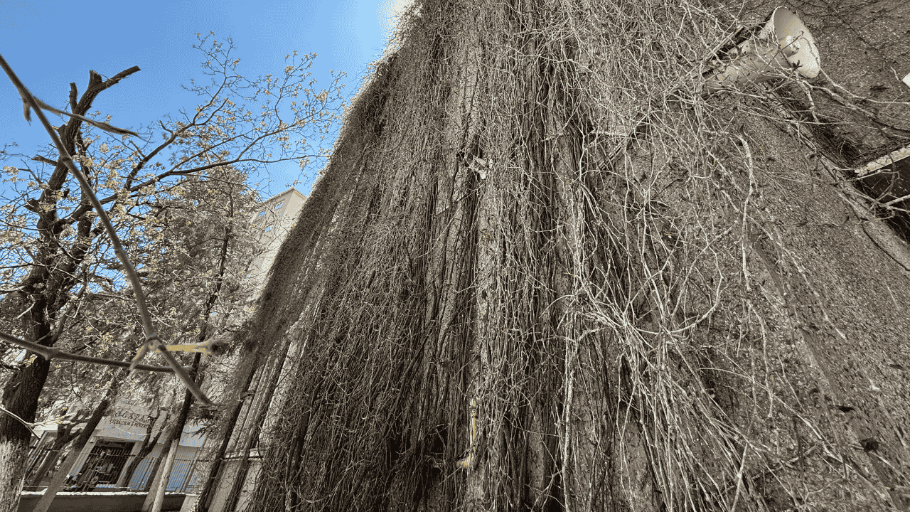 Sarmaşık Camii (1)