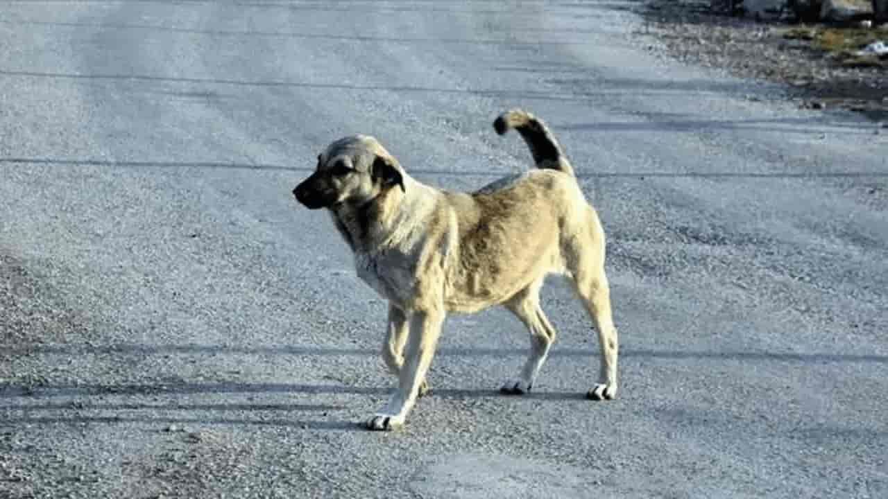 Eskişehir'de kaymakamlıktan sokak köpekleri için kritik karar: Son gün pazartesi
