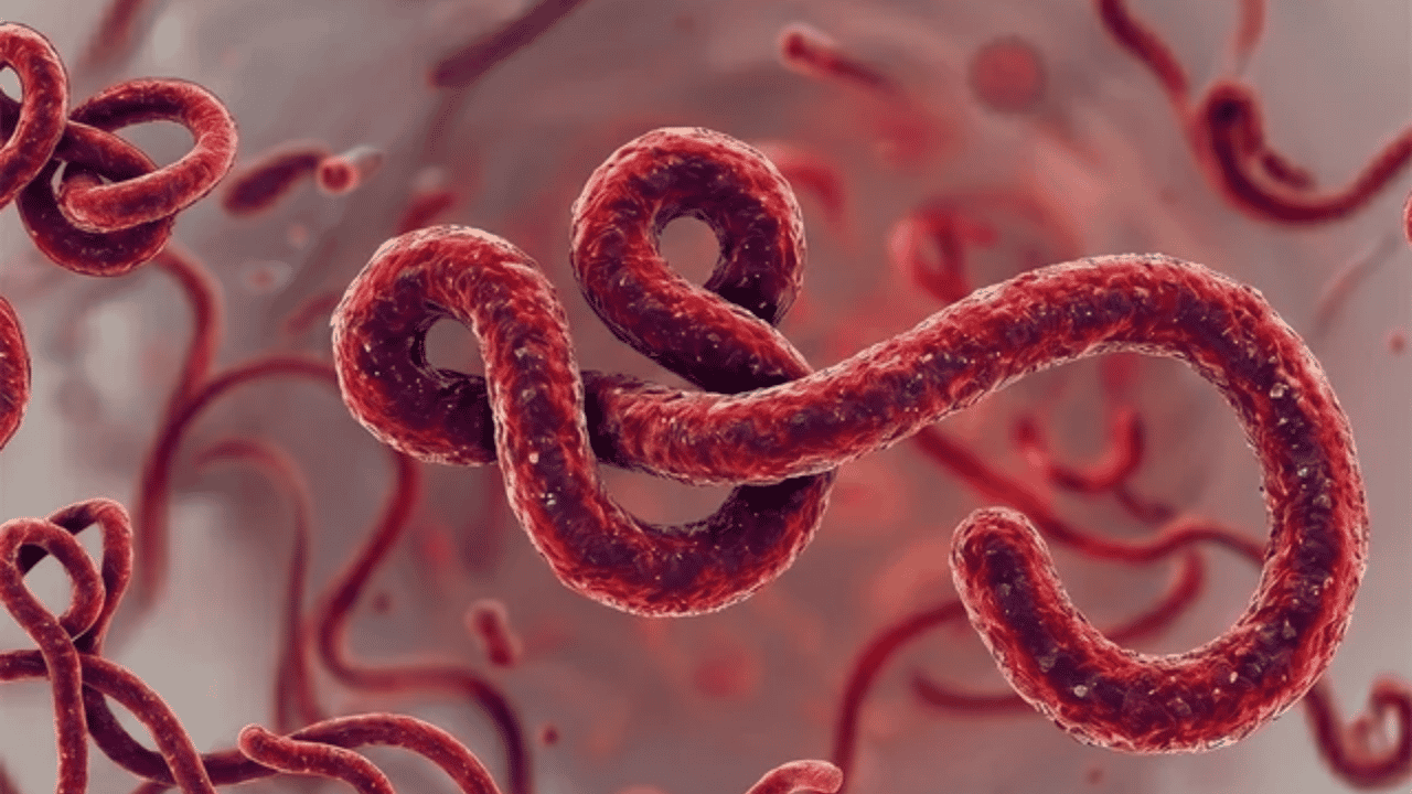 Ebolavirüs