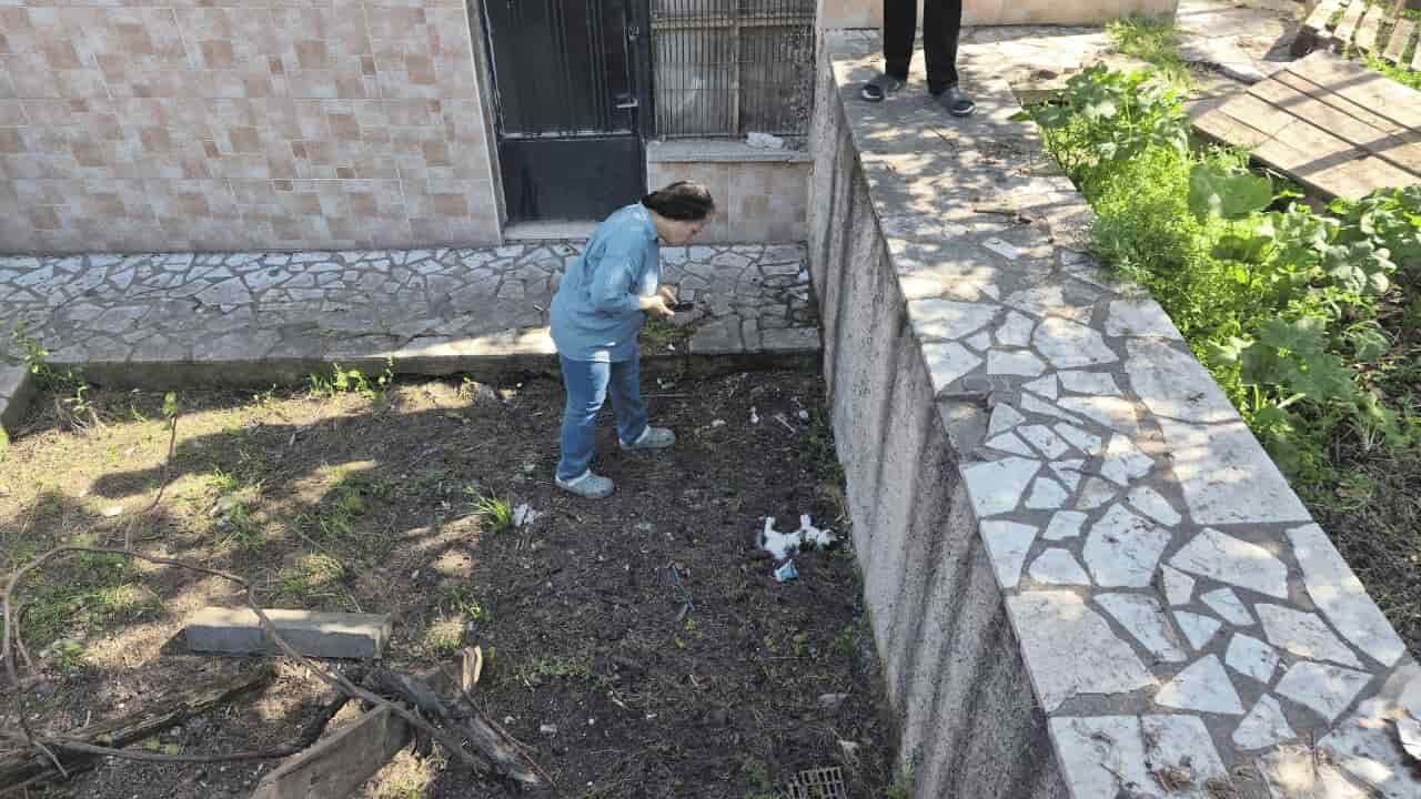 Eskişehir Kedi1