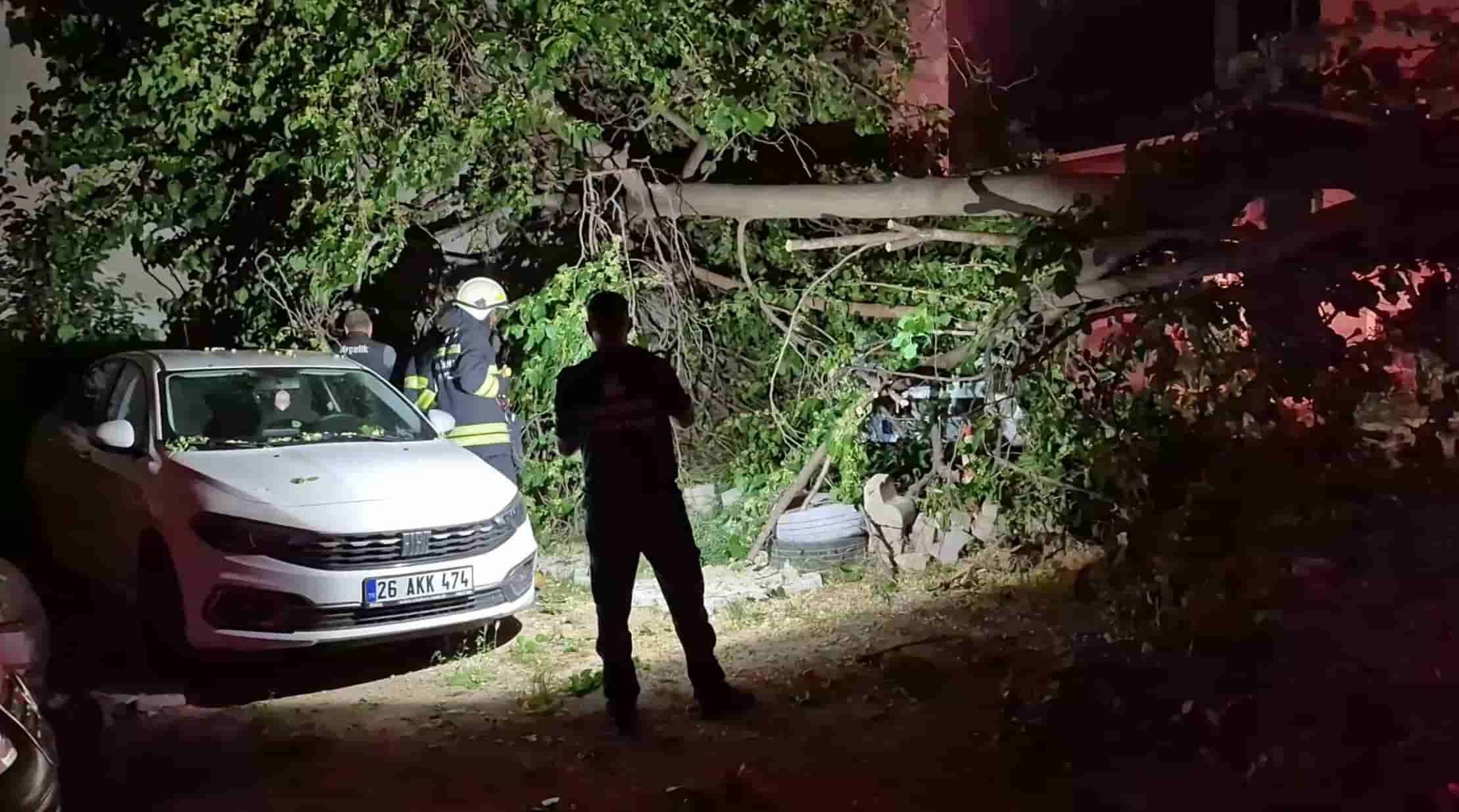 Dut ağacı park halindeki araçların üzerine devrildi, faciadan dönüldü-2